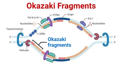 why are okazaki fragments necessary.